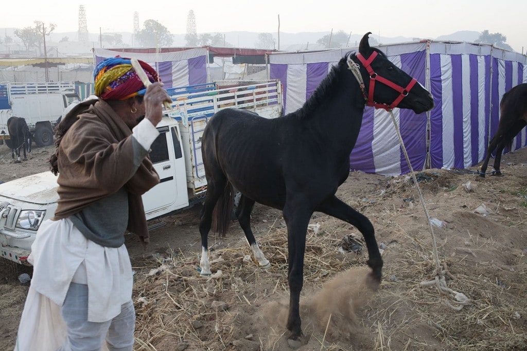 A trader with his horse at Pushkar
